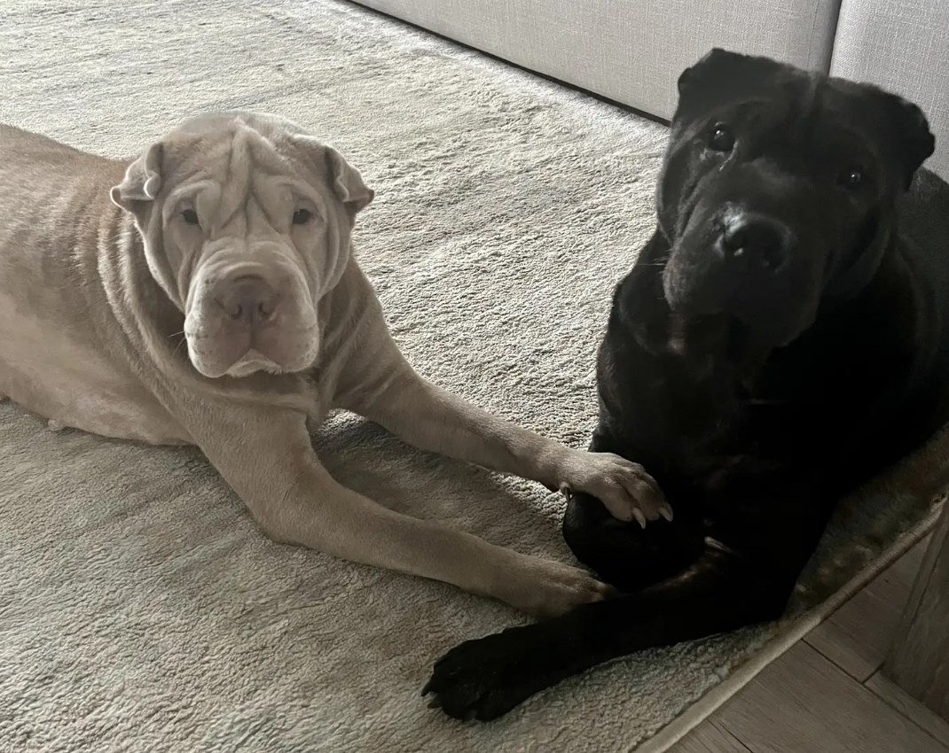 Пара шарпеев завоевала сердца магаданцев