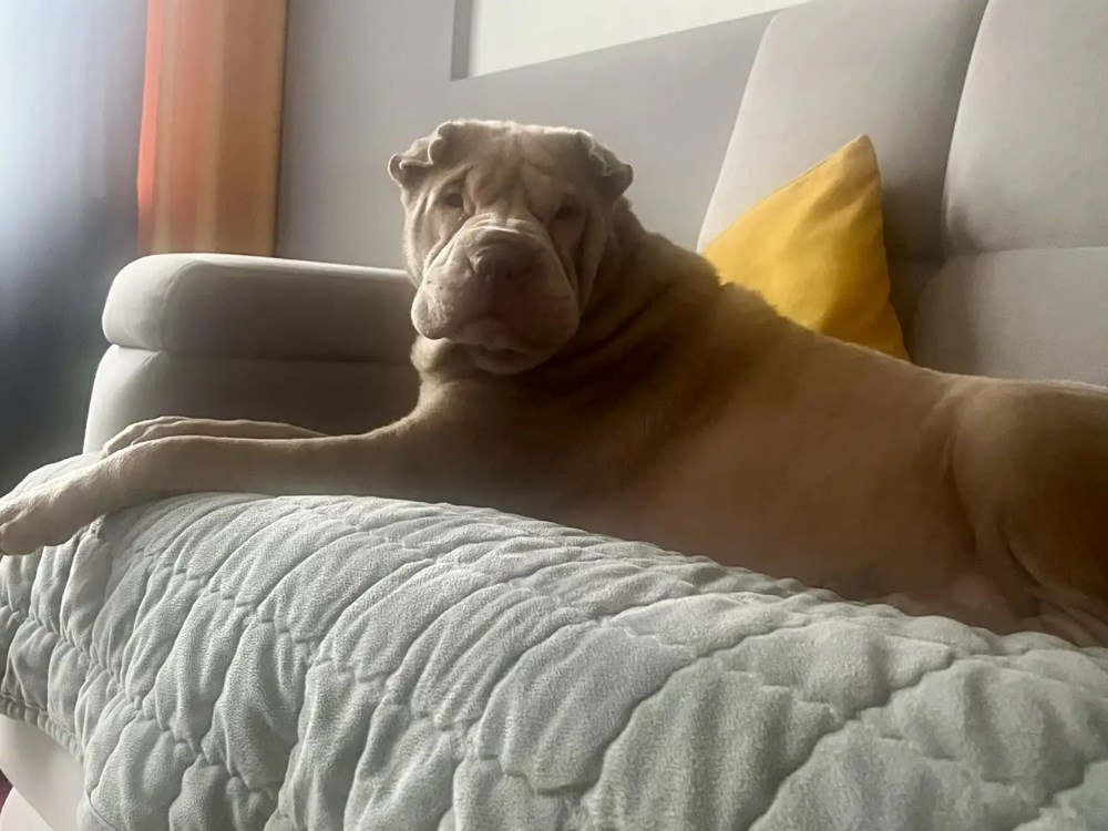 Пара шарпеев завоевала сердца магаданцев Пара шарпеев завоевала сердца магаданцев