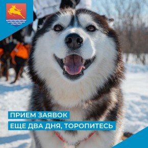 Всего два дня осталось у магаданцев, чтобы подать заявку на участие в выставке собак северных пород
