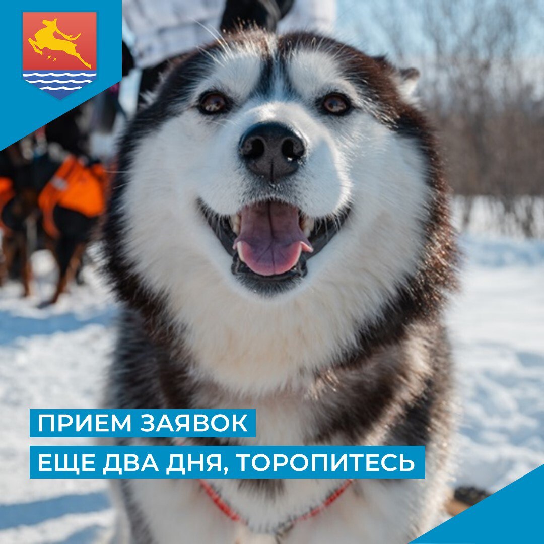 Всего два дня осталось у магаданцев, чтобы подать заявку на участие в выставке собак северных пород