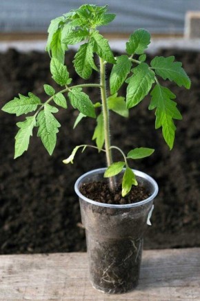 ��� ����� ������� ����� ��������� �������: ��� �������� ������� ��� �������� �����