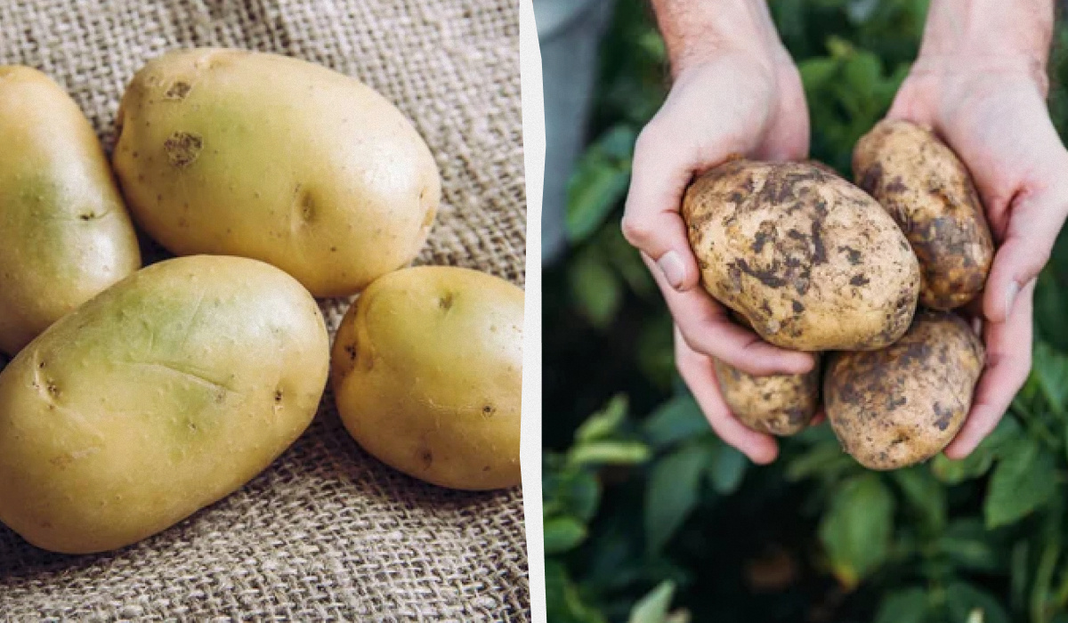 Почему картошка зеленеет: причины и рекомендации