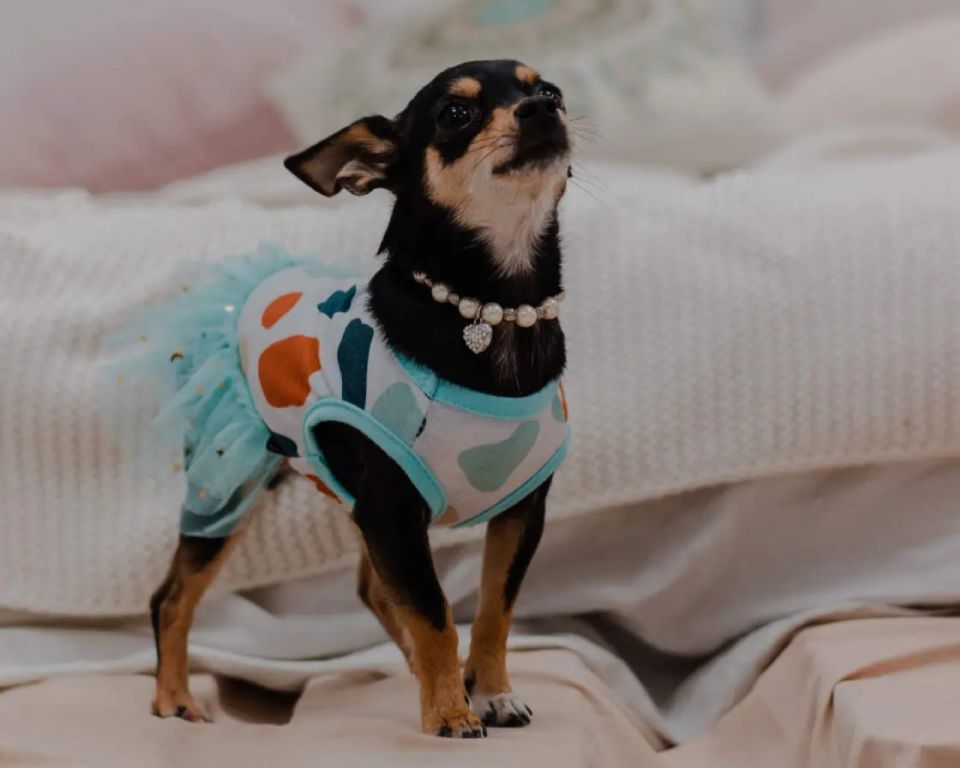 Колымчанка рассказала об особенностях жизни с шумным тойтерьером