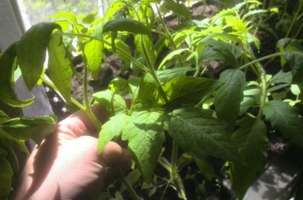 ��� ���������� � ������������ ������� ������� � ����� � �����