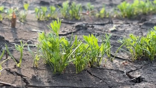 От огорода к успеху: как летний посев моркови удивил соседей