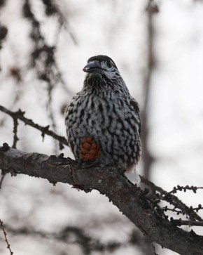 � �������, 28 �����, � ����������� ������� ��������������� ��������