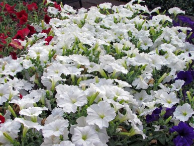 ��� �������� ���������� �������� �������: ������� ��������� �������