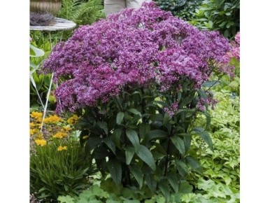 Посконник: создание ленивого сада с яркими акцентами