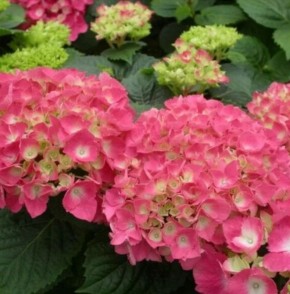 Как выбрать идеальный способ выращивания крупнолистной гортензии