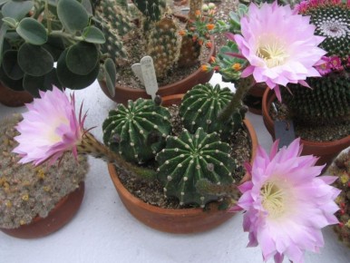 Комнатные растения для здоровья: как выбрать лучших помощников