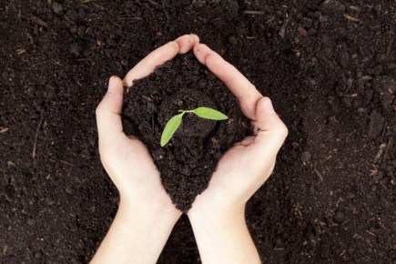 Как улучшить плодородие почвы: эффективные альтернативы навозу