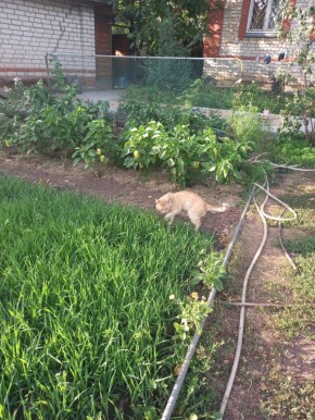 Как спасти томаты: советы по борьбе с фитофторой на даче