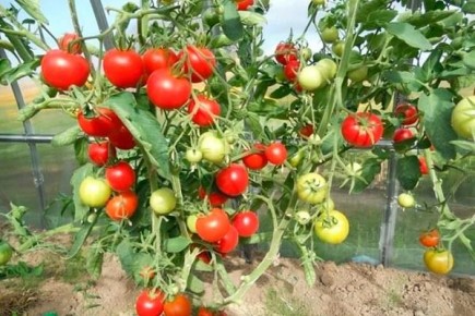 Как успешно вырастить томаты сорта Благовест: подробное руководство