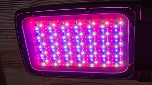 Как выбрать лампы для рассады: от фиолетового разочарования до успеха