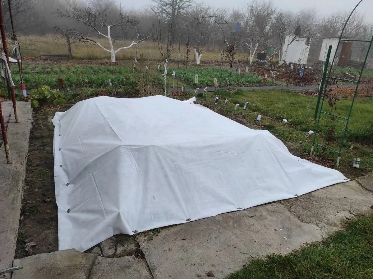 Как правильно открыть ваш сад весной: советы для роз, ежевики, гортензий и винограда