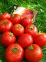 Томат 'Как на подбор': идеальный вкус для вашего участка