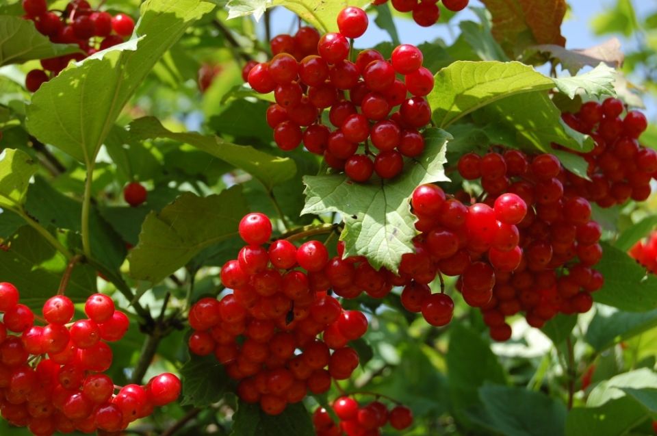 ��� ��������� ��������� �� ������� � �������: ������ ���������