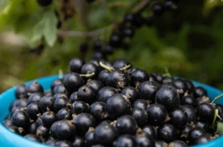 ��� ������� ������� ������� ��������� �������: ������� ��������� ������