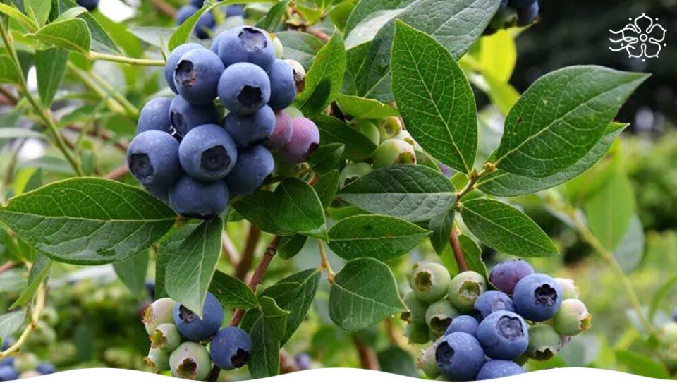 ���-����� ��������, ������� ������� ������ ������