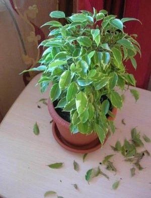 ������ ������� � ������� ������ � ������ ����������: ������ �� �����