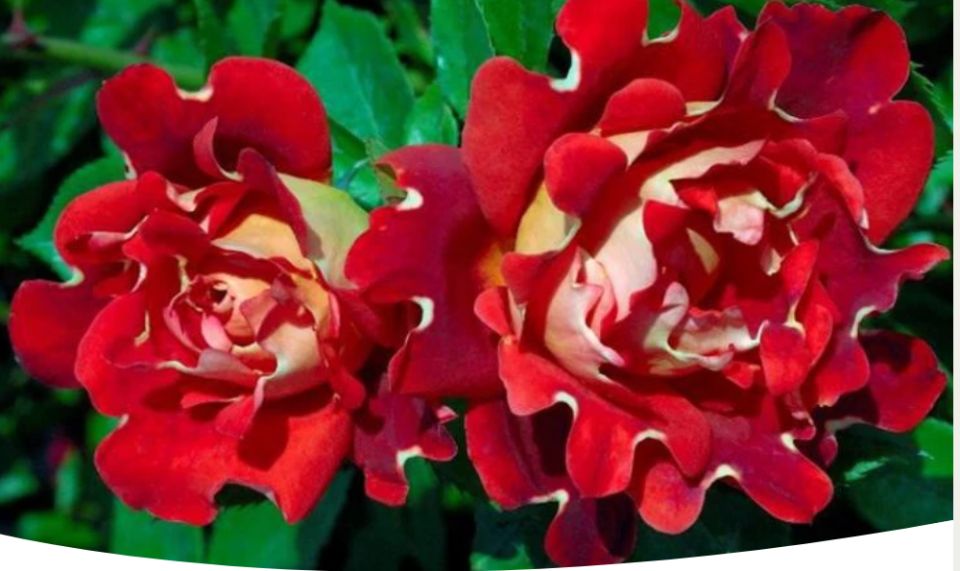 ����� ��� Ruffles: ������������ ������� � ���������� �������� ���������