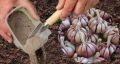 Как правильно посадить озимый чеснок: секреты успеха