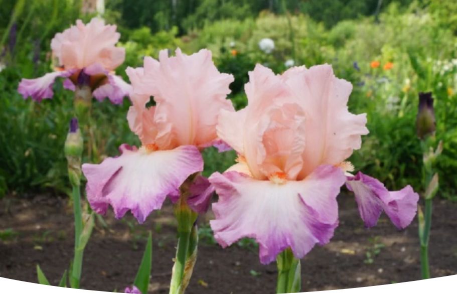 ����� � ��� ������� ������������ �����: ������ ��� ����������