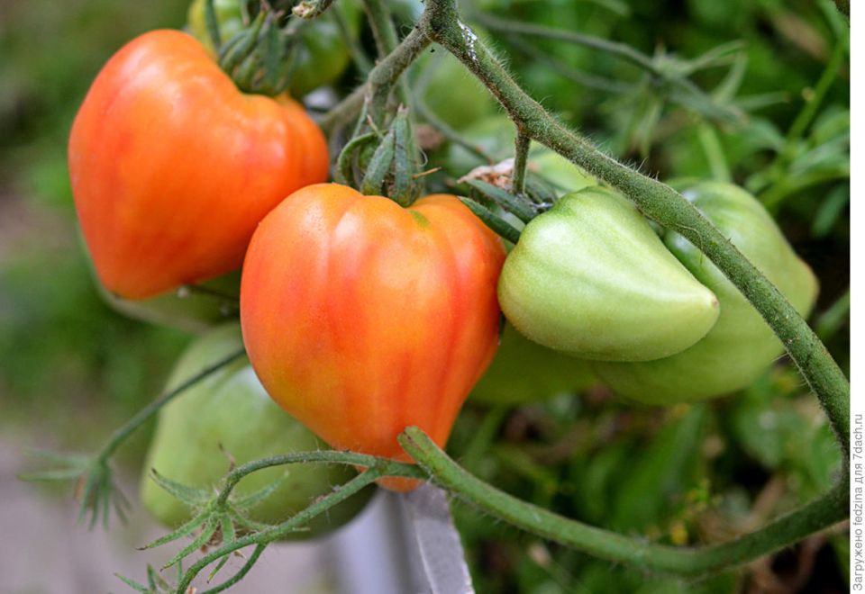 ����� ���� ������� ������� ��� ��������: �������, �����, ������ ��� ���������?