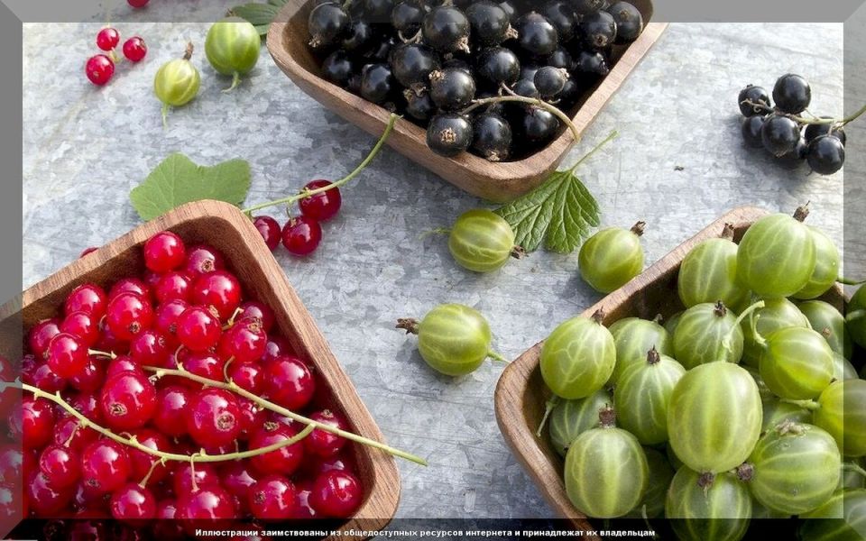 ������� ���� �� ����������: ������� ��������� ����������� ����