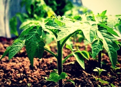 Как остановить бамбуковый рост рассады: простые секреты агрономов