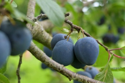 ��������� ��������� ���������