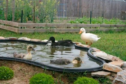 ������������� ���� ��� ����: ��� ������� ��������� ������� �� ����