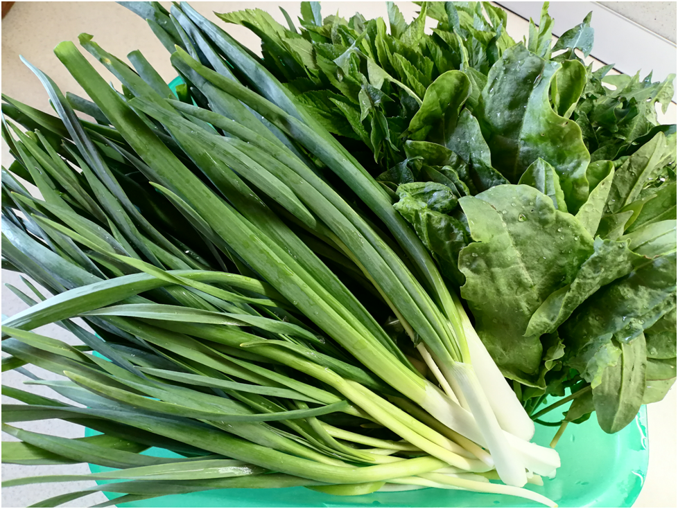 Восторг весенней зелени: сныть как главный ингредиент вашего салата