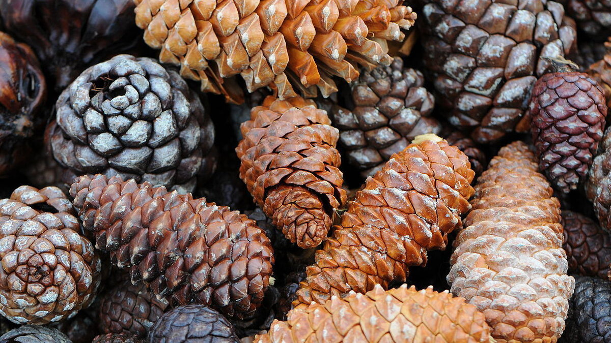 Использование шишек для оформления участка