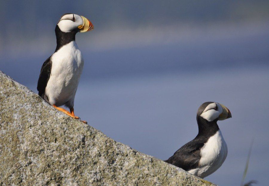 ���������� ������ ����� ����� �������� ���� ���������� ������� ������������ �������� 35 ��� �����