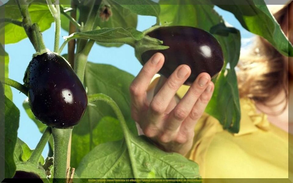 ��� �������� ������ � ����������: ������������ ������ ��� ��������