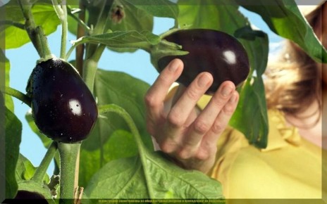 Как избежать горечи в баклажанах: практические советы для дачников