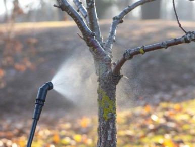 Как весенние болезни деревьев отражают наши скрытые страхи