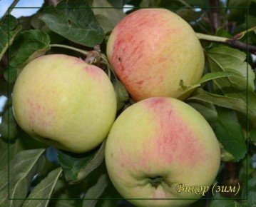 ������ �����: �������� ����� � ������������ ������ � �������������� ��������