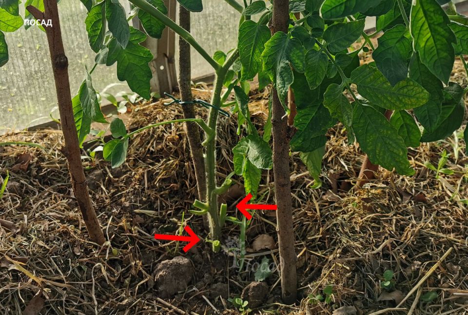 ��� ���������� � ����������� ��������� � �������: �������� ������ ��� ���������