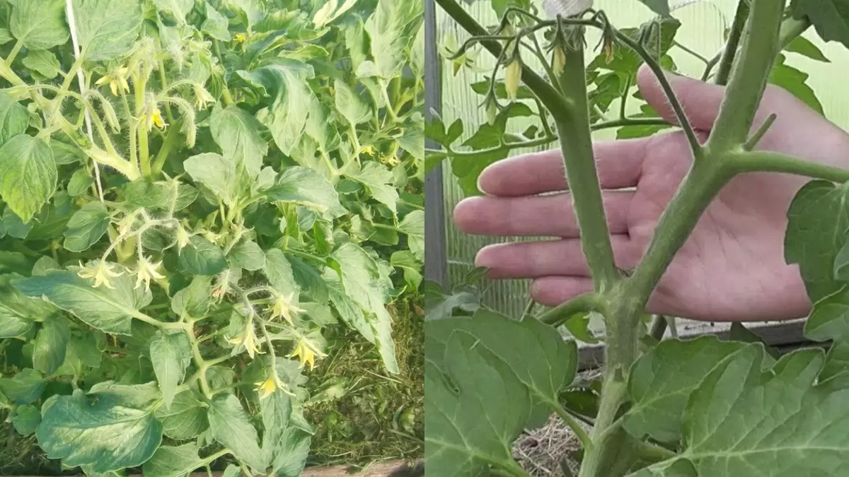 Как детерминантные томаты изменили мой подход к огородничеству