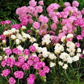 �������: �������, ������������ � �������� �������� � ����� ����