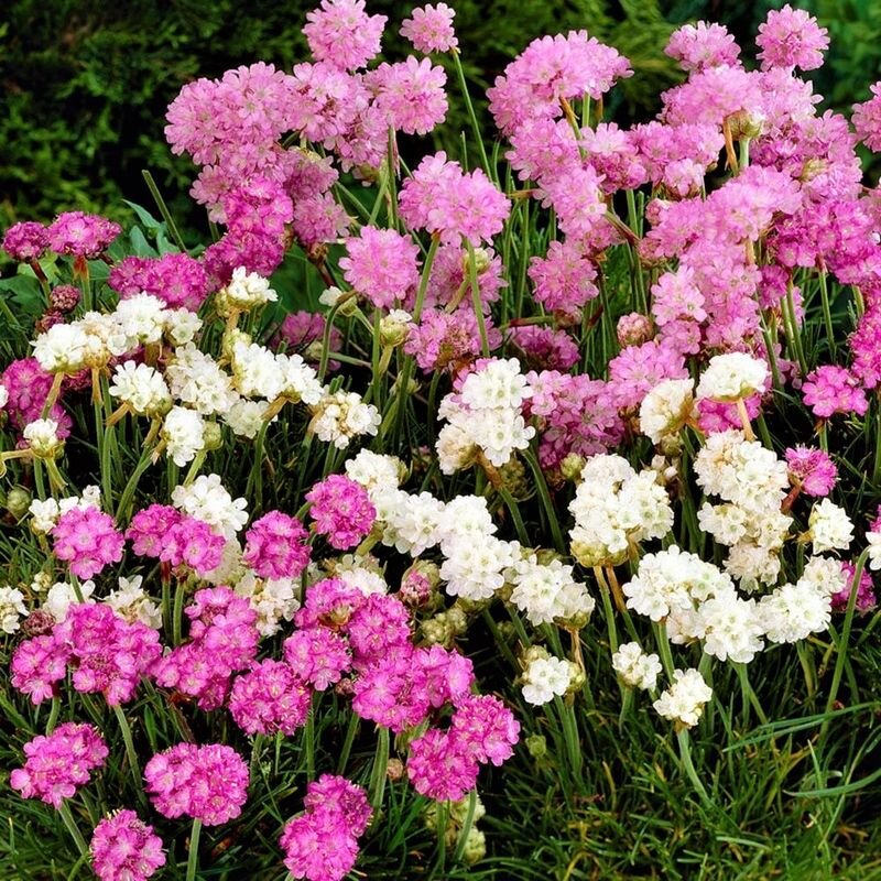 Армерия: Красота, Устойчивость и Полезные Свойства в Вашем Саду