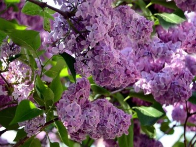 Цветущая весна: 5 кустарников для яркого ландшафта