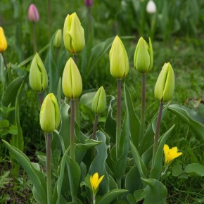 ������ �������� �� ������? �������� ������, �������� ��������