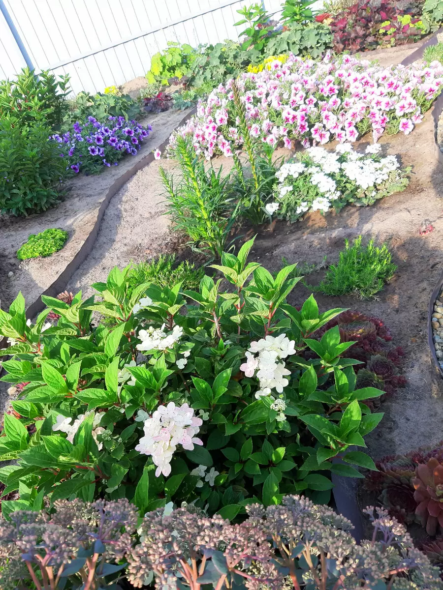 Где купить гортензии: советы и отзывы покупателей