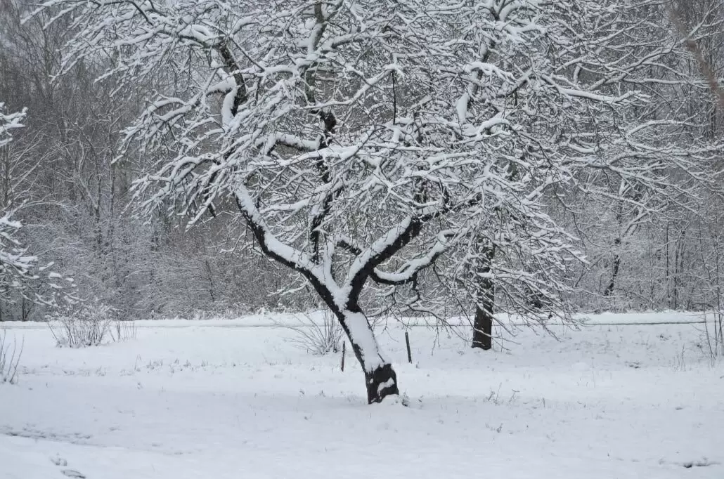 Как утоптанный снег вокруг яблонь может защитить ваш урожай и отложить цветение