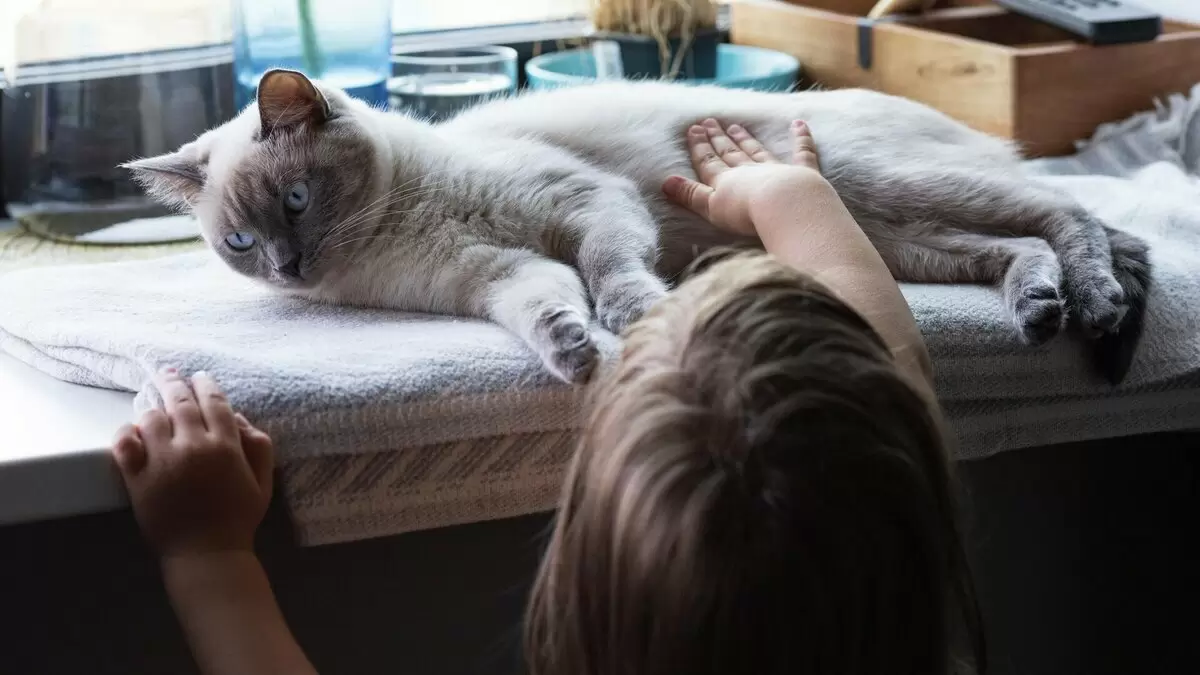 Как поцелуи влияют на отношения с котами: секреты понимания любимцев