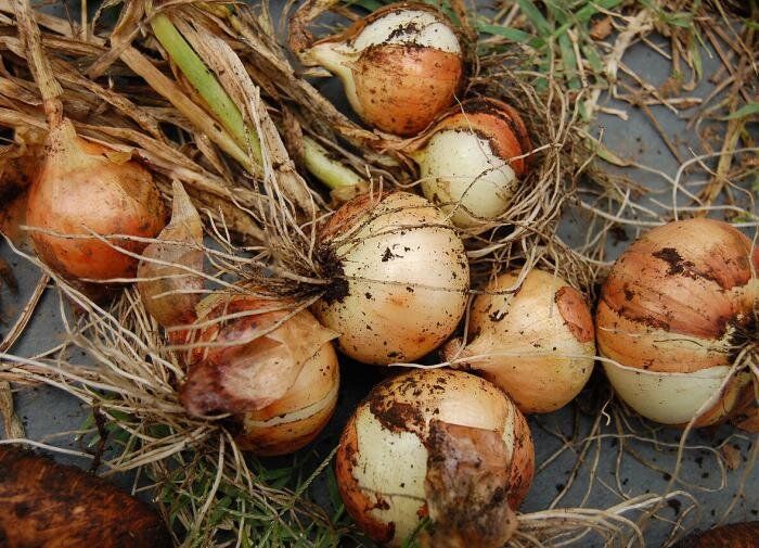 ����� �������� ���� �����: ������ �� ������� � �����