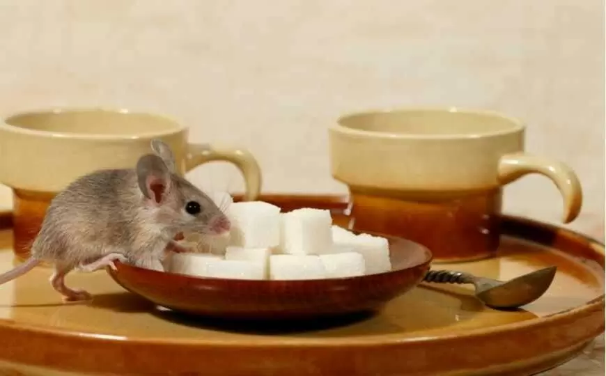 15 запахов, которые гарантированно отгонят мышей от вашего дома